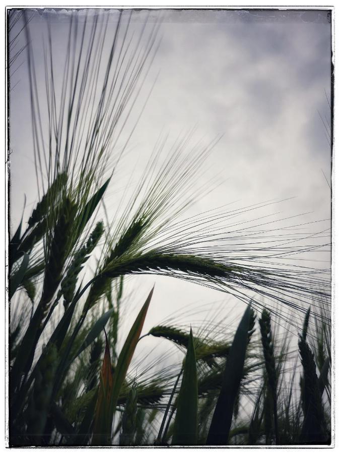 Rancho Relaxo Czartoria Farm stay *